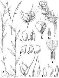 Image result for Sclerodactylon macrostachyum