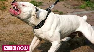 Cách nuôi, chăm sóc và huấn luyện giống chó chiến này. Ha Ná»™i Cho Pitbull Cáº¯n Chá»§ Va Hang Xom Nháº­p Viá»‡n Youtube