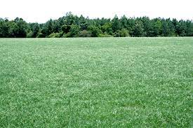 Georgia Forages Grass Species Uga Cooperative Extension