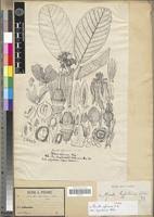 Image result for Monotes africanus