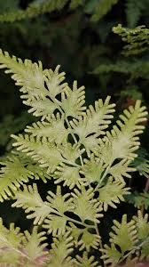 Image result for Lygodium