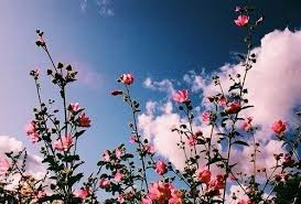 Pinterest Carriefiter 90s Fashion Street Wear Street Style Photography Style H Aesthetic Desktop Wallpaper Flower Desktop Wallpaper Aesthetic Wallpapers