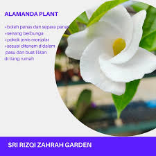 Taman gedung lalang @ bukit rambai, melaka (27 units) Buy Pokok Bunga Alamanda Putih Hiasan Halaman Rumah Seetracker Malaysia