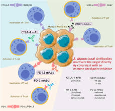 Image result for Immune Checkpoint Inhibitor