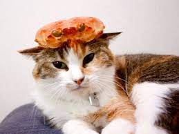 猫に蟹の甲羅を被せるとかっこよくなることが判明 猫 蟹