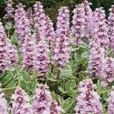 Ajuga Pink Lightning Cottage Garden Plants Van Meuwen Ground Cover Plants Cottage Garden Plants Plants