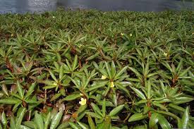 Image result for Ludwigia adscendens
