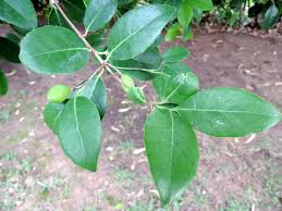 Image result for Elaeodendron croceum
