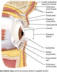 Part 1 The Eye And Vision 15 1 The Eye Has Three Layers A Lens And Humors And Is Surroun Human Anatomy And Physiology Tears In Eyes Anatomy And Physiology