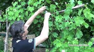 Sowohl als tafeltraube wie auch weintraube wurde sie von diesen genutzt. Weinreben Schneiden Im Garten Youtube