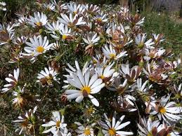 Image result for Dimorphotheca cuneata