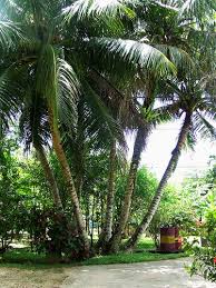 Saipan A Be S Garden Trunkon Niyok Coconut Tree Coconut Tree Garden Tropical Plants