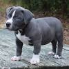 Most labrador retrievers are athletic; Https Encrypted Tbn0 Gstatic Com Images Q Tbn And9gctyoklf0twpy1rg1hl 9ppjbgf8 Dz02 Ifgl3qoh 04uykt R0 Usqp Cau
