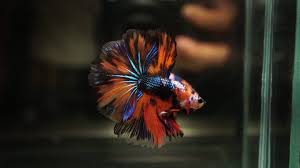These fish also need good care to grow. Koi Betta Fish Complete Guide Fishtankauthority Com