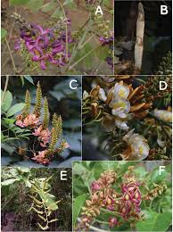 Image result for Ophrestia radicosa