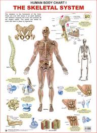 human body charts the skeletal system