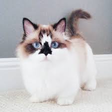 Some munchkins can be much higher depending on any rarer qualities they have such as color and the breeder. Meet Albert The Cutest Munchkin Cat With Unique Skull Nose And 450 000 Followers Bored Panda