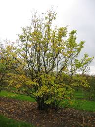 Image result for magnolia soulangeana