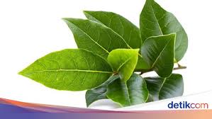 Khasiatnya yang banyak untuk kecantikan maupun khasiatnya bisa dirasakan oleh wanita maupun pria. 15 Manfaat Daun Salam Baik Untuk Kesehatan Pernah Coba