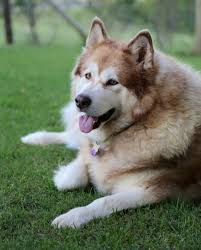  My Dog Roxy