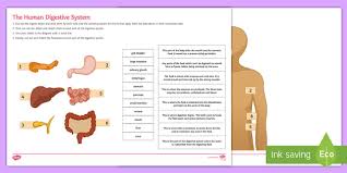 Label the following diagram with the following terms: Digestive System Cut And Stick Worksheet Teacher Made