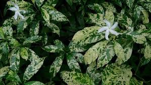 Image result for Tabernaemontana crassa