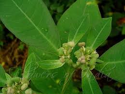 Image result for Euphorbia heterophylla
