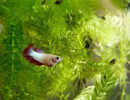 Pin On Aquarium