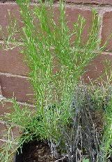 Image result for Chrysocoma obtusata