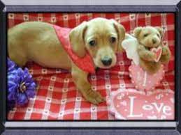 All of our puppies come with current shots, a health warranty and a health certificate. Benny S Dachshunds