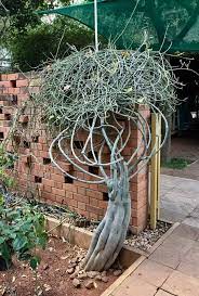 In kenya, turkana people use the leaves to treat cattle suffering from mange. Found On Fb Adenia Venenata Best I Ve Seen Of This Plant By Far Caudex