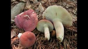 Image result for Russula mariae