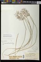 Image result for Fimbristylis quinquangularis