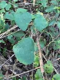 Image result for Cissampelos torulosa