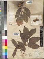 Image result for Grewia glandulosa