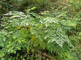 Image result for Melia azedarach