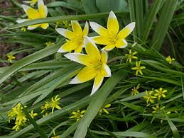 We did not find results for: Page 3 Royalty Free The First Flowers Photos Free Download Pxfuel