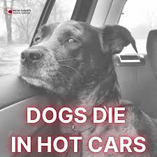 800x450 animals dogs tennis balls 1920x1080 wallpaper animals dogs hd. Mesa County News Dogs Die In Hot Cars