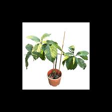 Maybe you would like to learn more about one of these? Avocado Persea Americana