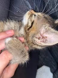 Am 15.01.2015 habe wir unseren harry vom tierarzt einschläfern lassen. U5arddis21cq4m