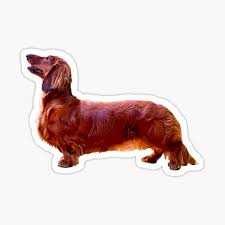 Find dachshund dogs and puppies from california breeders. Long Haired Mini Dachshund Gifts Merchandise Redbubble