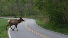 Elk in the Smokies