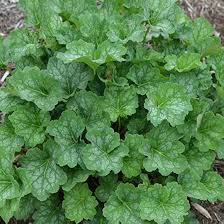 Image result for heuchera americana
