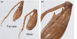 However as the season goes on and we get into late summer the male's colors begin to fade making it much harder, but not. Figure 1 From Mating Behavior And Dual Purpose Armaments In A Camel Cricket Semantic Scholar
