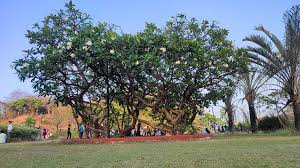 Joseph Baptista Garden, Mazgaon, Mumbai
