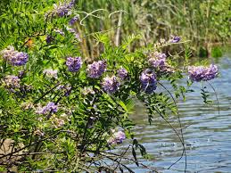 Image result for Wisteria