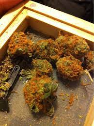 Jamaican Red Hair Grasscity Forums The 1 Marijuana Community Online