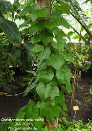 Image result for Chasmanthera