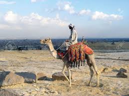 There are horses if a camel seems a bit intimidating. Riding Bedouin Camel In Egyptian Desert Near Pyramides Stock Photo Picture And Royalty Free Image Image 7620613