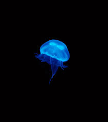 This item uniclife glowing jellyfish/orchid grass sillicon ornament decoration for aquarium fish tank. Moon Jellyfish Buy Pet Jellyfish Online Uk Jellyfish